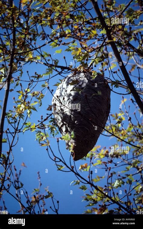 A hornet nest hangs in a tree Stock Photo - Alamy