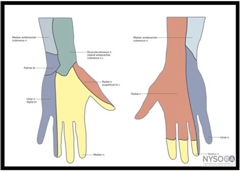 Musculocutaneous Nerve Dermatome