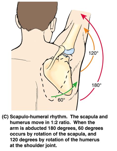 Image result for lateral rotation of scapula Yoga Anatomy, Human Anatomy, Hand Therapy, Massage ...