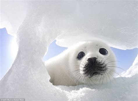 It's not too cold is it mum? Cute baby seal tests the temperature of the water by cautiously ...