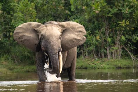 African forest elephant | ZSL