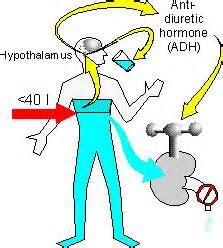 Roger U Roundly: The Osmoreceptors