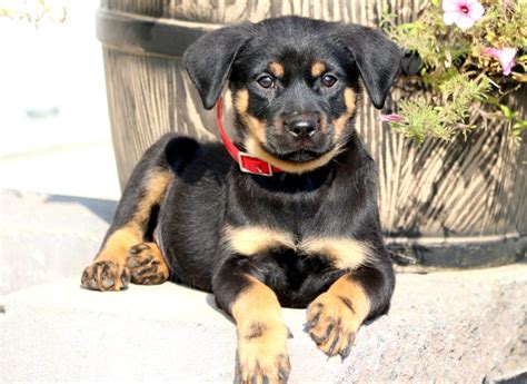 Luke | Mini Rottweiler Puppy For Sale | Keystone Puppies