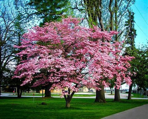 Stellar Pink® Dogwood Flowering Ornamentals | McMakin Farms