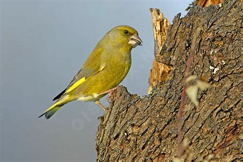 European Greenfinch - Chloris chloris male adult post breeding - luca16668