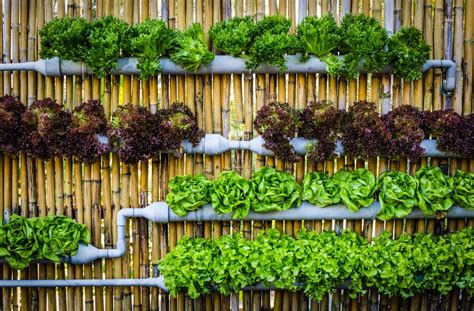 Vertical gardens are the key to self-sufficiency in the city