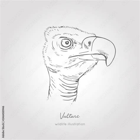 Vulture Head Drawing