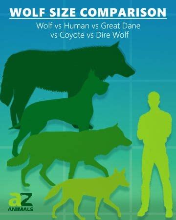 Wolf Size Comparison: Just How Big are They? - A-Z Animals