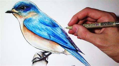 how to paint a blue bird and blue bird eggs - Google Search | Bird drawings, Easy drawings, Bird ...