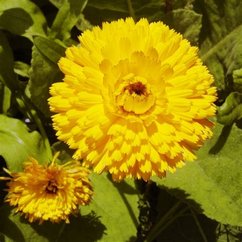 Calendula Flower Essence - Tree Frog Farm | Flower Essences | Aromatherapy