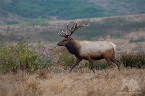 Point Reyes Wildlife - Fascination Wildlife