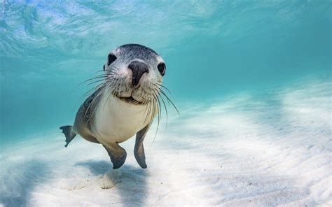 Sea Lions: Majestic Creatures of the Ocean - Lobster Shack