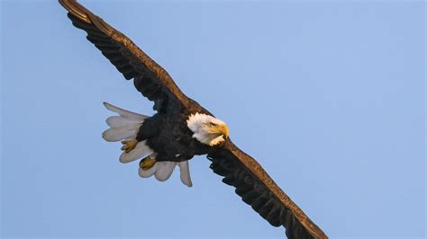 Lead poisoning in eagles on the rise due to hunting, fishing gear