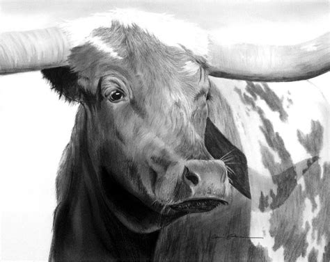 Longhorn Drawing at PaintingValley.com | Explore collection of Longhorn ...