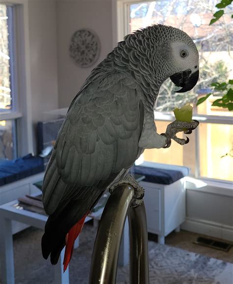 Best African Grey Parrot For Sale | Sydney Parrots Farm