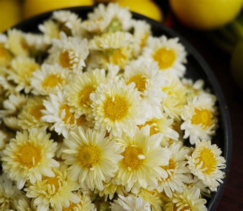 Buy Chrysanthemum Tea: Health Benefits, How to Make, Side Effects