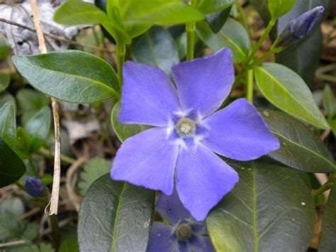 Periwinkle Flower - Information, Growing, Care, Pests - Seriously Flowers