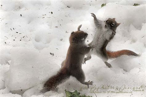 Photographer Captures Squirrels Fighting Over Lettuce | PetaPixel