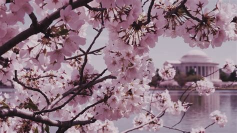 Tickets to see National Cherry Blossom Festival Parade go on sale ...