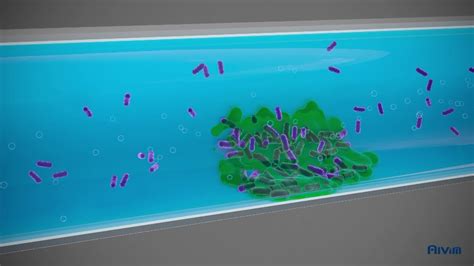 Biofilm detection and prevention of related issues - YouTube