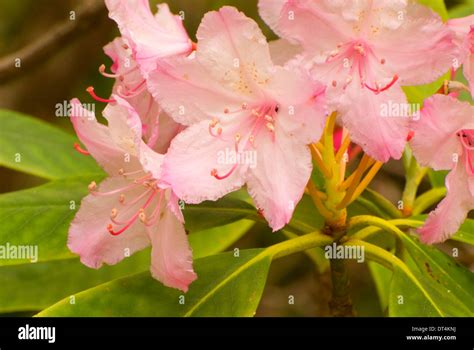 Pacific rhododendron (Rhododendron macrophyllum), Oregon Dunes National ...