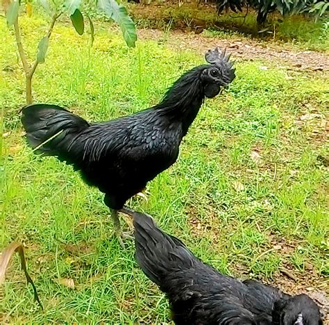 Ayam Cemani - Cemani Farms