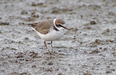 kentish plover | Neil Fifer | Flickr