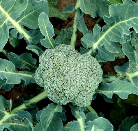 Broccoli - growing, sowing, planting, harvesting broccoli