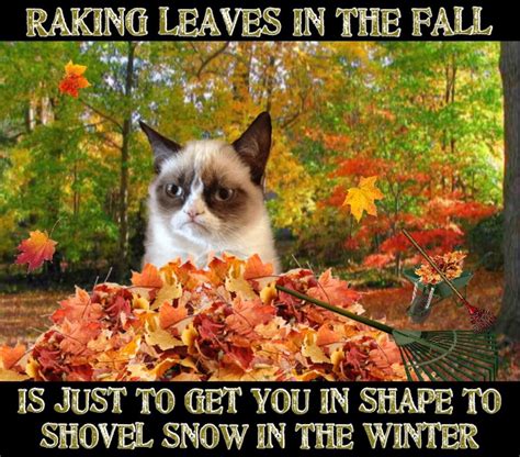 Grumpy Cat Says Raking Leaves In The Fall Is Just To Get You In Shape ...