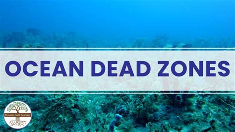 Ocean Dead Zones - Ocean Conservation - YouTube