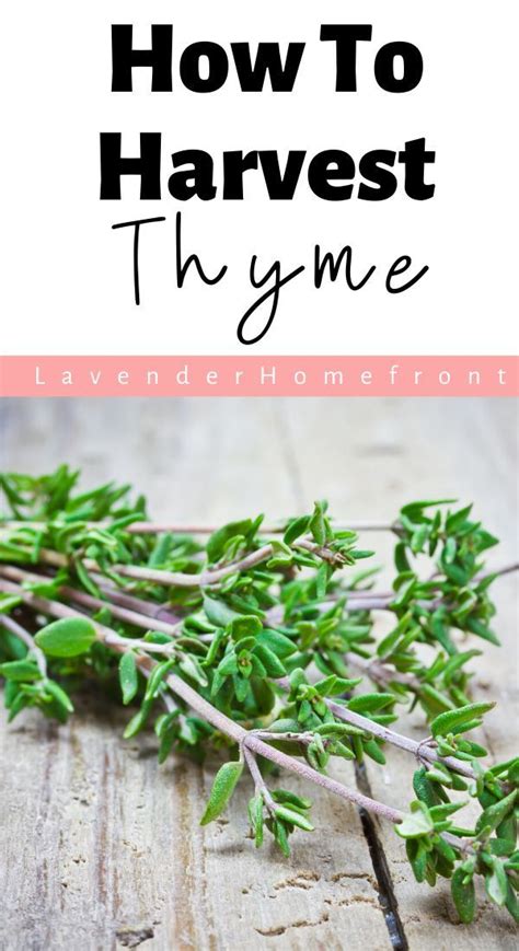 Growing and Harvesting Thyme | Growing thyme, Harvest, Thyme