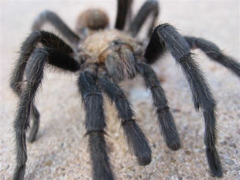 Oklahoma brown tarantula | Flickr - Photo Sharing!