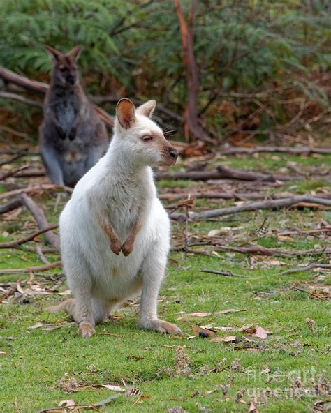 Albino Kangaroo Photograph by Neil Maclachlan - Fine Art America