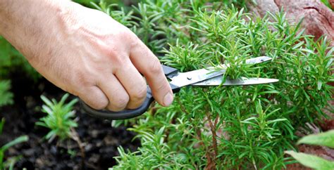 Twenty Ways to Use Rosemary - Molly Green