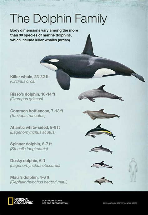 Pin by radialv on Size Matters | Dolphins, Marine animals, Whale