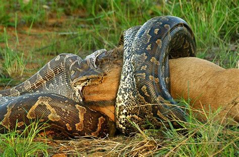 Natureza - Veja dez fotos de animais selvagens que chamaram a atenção em 2012