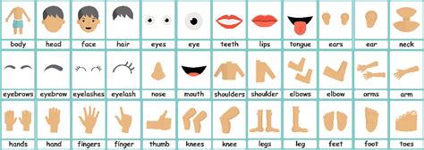 Body Parts Flashcards For Kids