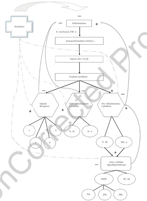 Concept Map of Cytokines' Signaling Pathways and the Effects of... | Download Scientific Diagram