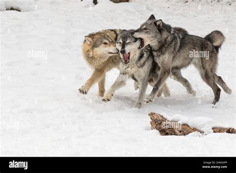 Gray Wolf or Timber Wolf , pack behavior in winter, (Captive Situation ...