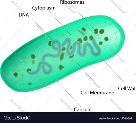 Lactobacillus bacteria structure Royalty Free Vector Image