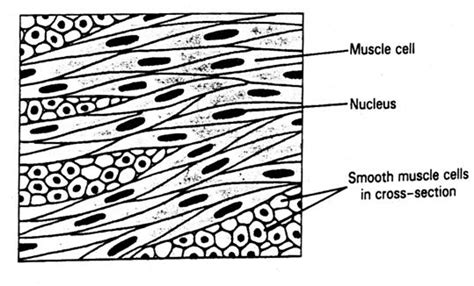 Muscle Tissue Drawing at PaintingValley.com | Explore collection of Muscle Tissue Drawing