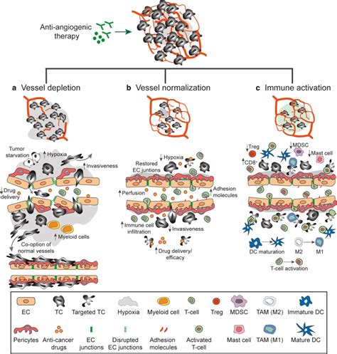 Effects of anti-angiogenic therapy. The mechanism of actions of... | Download Scientific Diagram