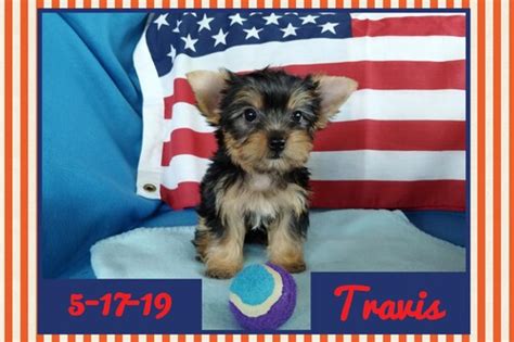 Yorkshire Terrier for Sale in Oklahoma - Madill | #62473 - PetZDaddy