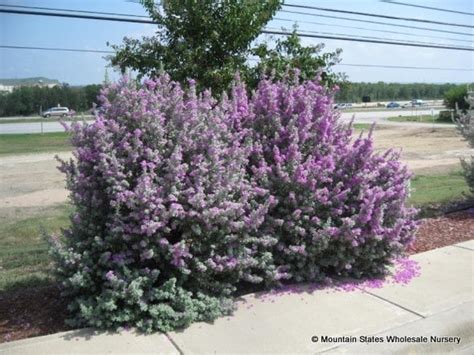 Leucophyllum frutescens 'Compacta' (Compact Texas Ranger, Texas Sage ...