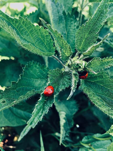 Natural Approaches to Plant Protection: Organic and Biological Methods for Pest and Disease Control