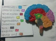 7 Best Brain craft ideas | brain craft, brain models, human body projects