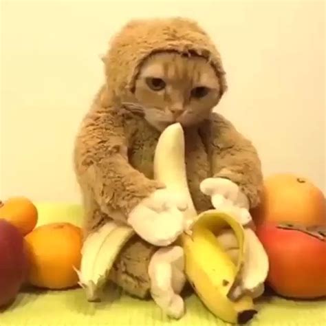 The Cat eating a banana [Video] | Funny animal videos, Funny animals ...