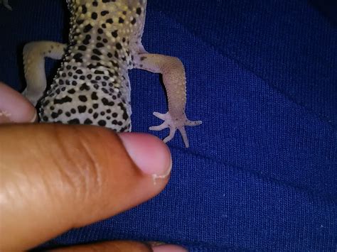 My leopard gecko has a hard lump on her arm, Only about four months old, She was bitten on her ...