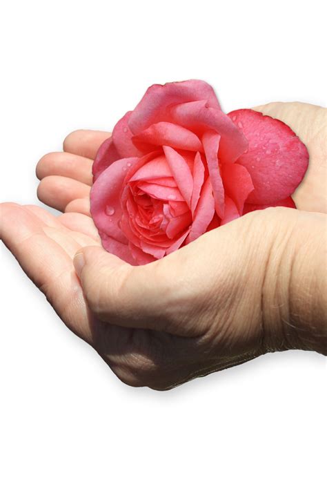 Free Images : hand, flower, petal, isolated, heart, rose, care, pink ...
