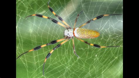 Giant Golden Silk Orb Weaver Spider in Florida (Part I) - YouTube